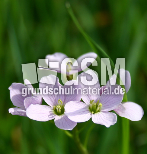 Wiesenschaumkraut-1.jpg